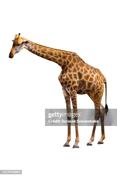 a big giraffe, a super beautiful animal, isolated on a white background. - lion white background imagens e fotografias de stock