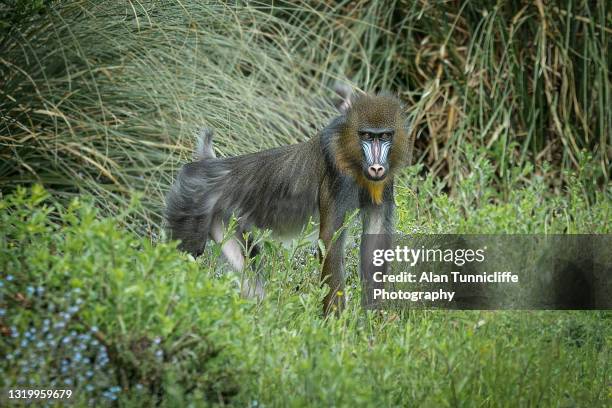Mandrill Map Mandrill Habitat Photos and Premium High Res Pictures - Getty Images