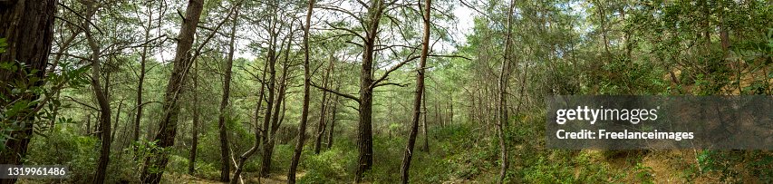 Panoramic looking into a thick forest Panoramic looking into a thick forest