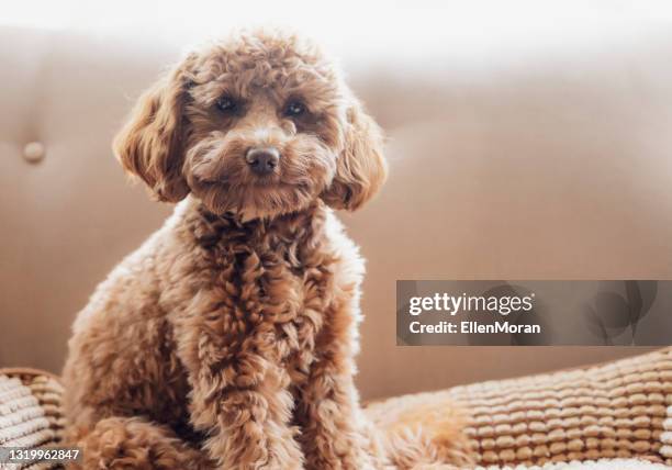 puppy - cavoodle stockfoto's en -beelden