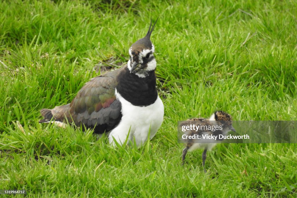 Lapwing chick walks away from mother