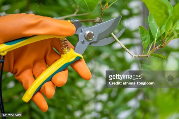 gardener pruning trees with pruning shears on nature background. - pruning shears fotografías e imágenes de stock