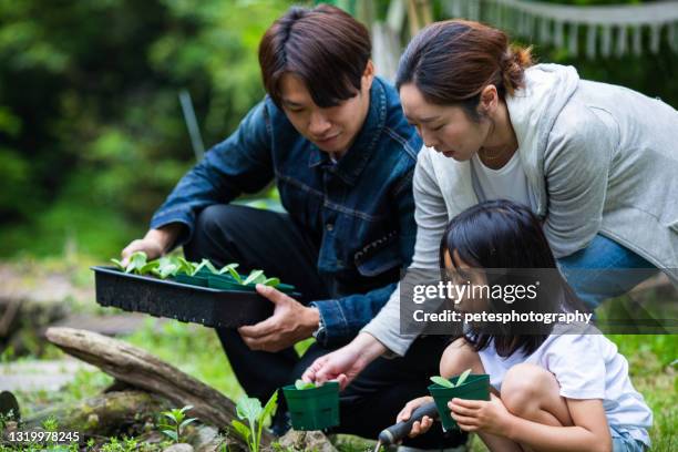 een jonge familie die groenten samen in hun tuin plant - asian mother and daughter pumpkin stockfoto's en -beelden