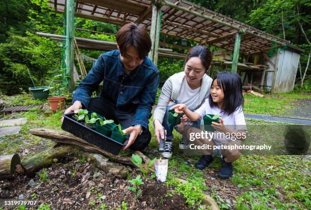 een jonge familie die groenten samen in hun tuin plant - asian mother and daughter pumpkin stockfoto's en -beelden