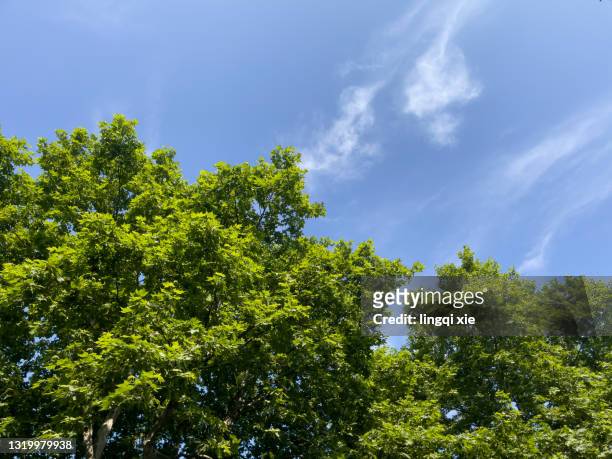 green tree canopy under blue sky - directly below tree photos et images de collection