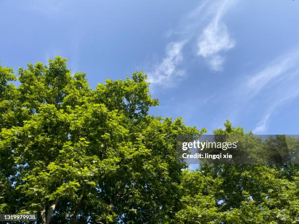 green tree canopy under blue sky - 樹梢 個照片及圖片檔