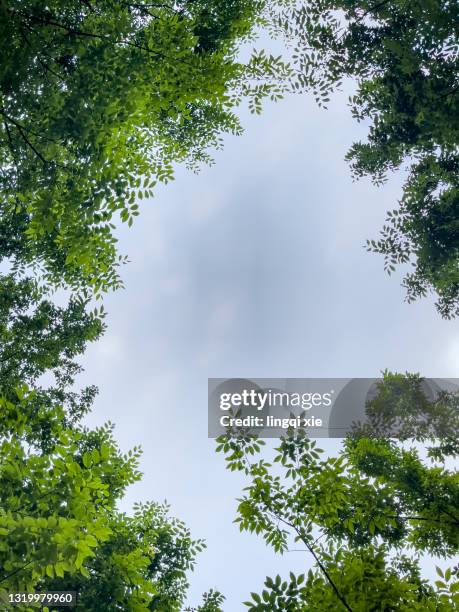 green tree canopy under blue sky - tree under blue sky stockfoto's en -beelden