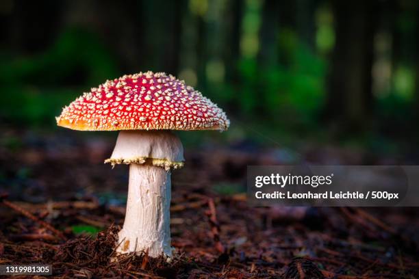 close-up of fly agaric mushroom growing on field - トードストゥール ストックフォトと画像