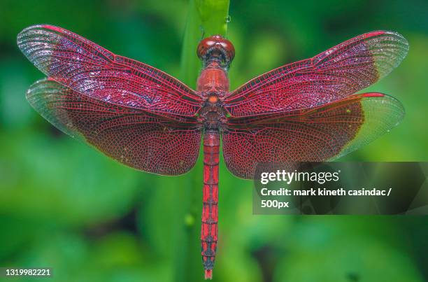 close-up of dragonfly on plant - dragon fly stock pictures, royalty-free photos & images