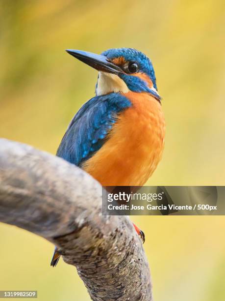 close-up of kingfisher perching on branch,salamanca,spain - common kingfisher fotografías e imágenes de stock