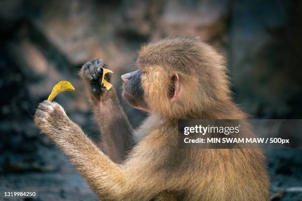 close-up of baboon eating food - chacma baboon 個照片及圖片檔