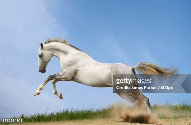 15,140 White Horse Photos and Premium High Res Pictures - Getty Images