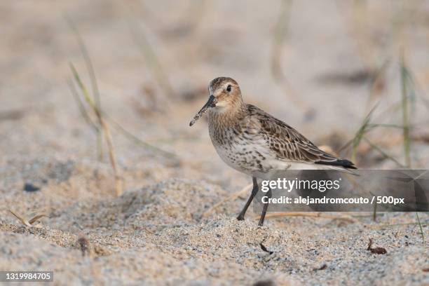 close-up of dunlin perching on sand,ferrol,spain - dunlin bird stock pictures, royalty-free photos & images