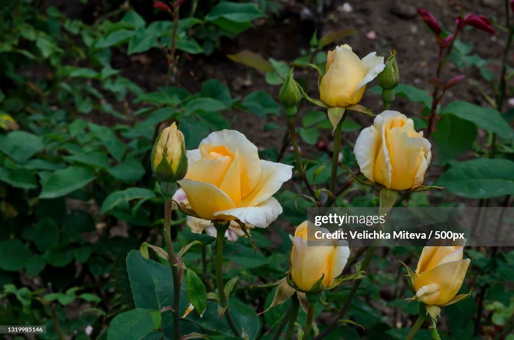 Close-up of yellow flowering plants,Sofia,Bulgaria