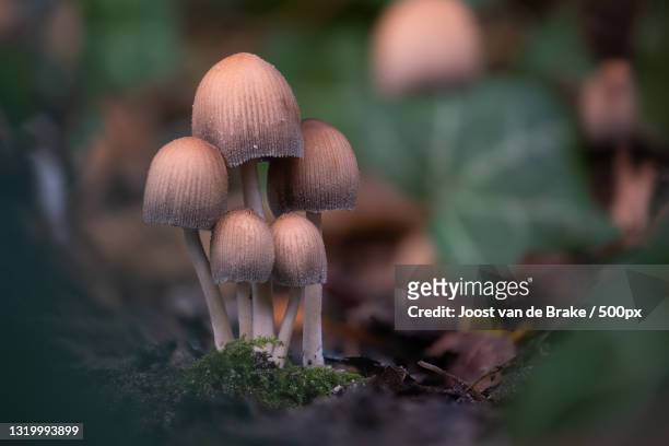 close-up of mushrooms growing on field,assen,netherlands - champignons stockfoto's en -beelden