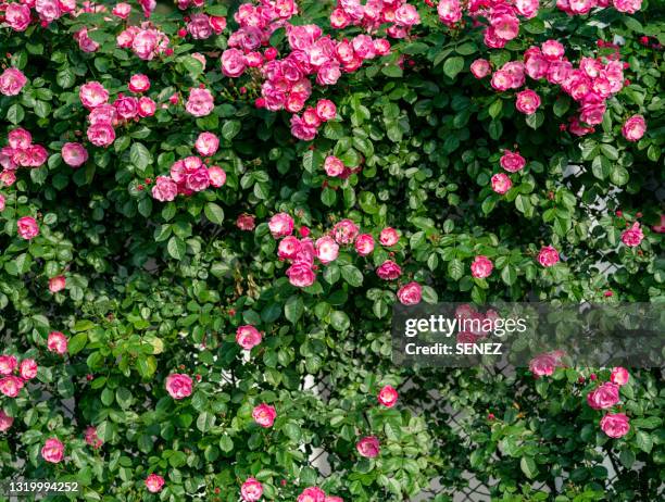 blooming flowers on the wall - flower wall stock pictures, royalty-free photos & images