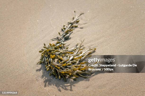 high angle view of plant on sand at beach,westkapelle,netherlands - zeewier stock-fotos und bilder