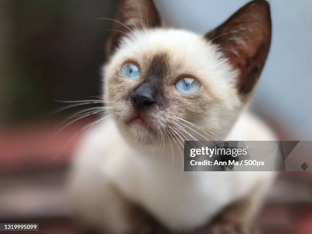 close-up of cat looking away - siamese cat stockfoto's en -beelden