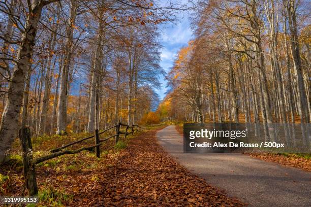 empty road amidst trees in forest during autumn,fregona,treviso,italy - fregona stock pictures, royalty-free photos & images