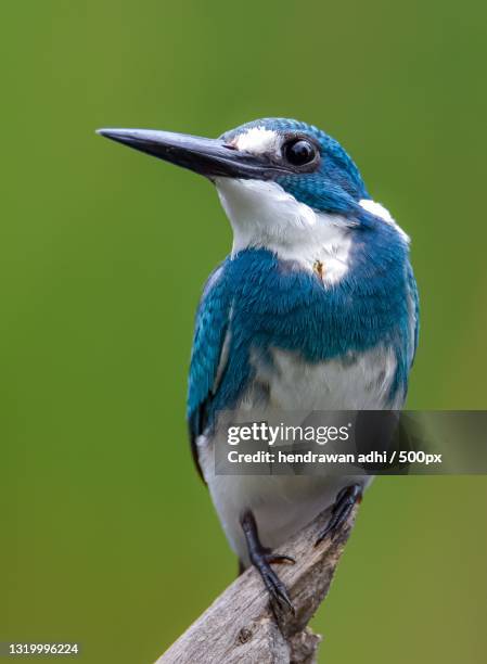 close-up of kingfisher perching on branch - hendrawan stock pictures, royalty-free photos & images