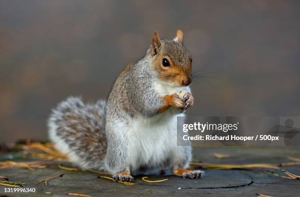 close-up of gray squirrel eating food on footpath,merthyr tydfil,united kingdom,uk - ハイイロリス ストックフォトと画像