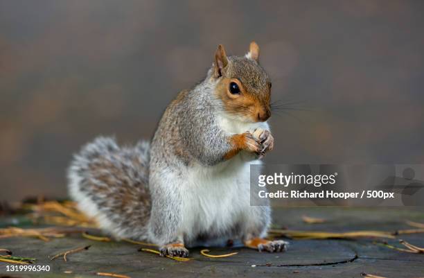 close-up of gray squirrel eating food on footpath,merthyr tydfil,united kingdom,uk - kingdom of sweets stock pictures, royalty-free photos & images