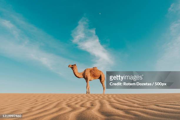 side view of dromedary camel standing on sand against sky - dromedar stock-fotos und bilder
