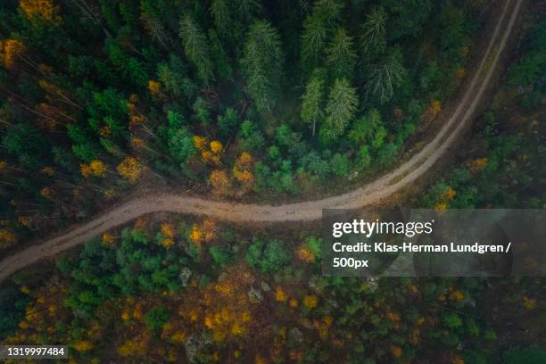 high angle view of trees in forest,gagnef,sweden - träd stock pictures, royalty-free photos & images