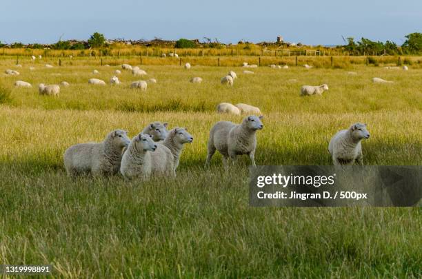 a flock of sheep,new zealand - rural new zealand stock pictures, royalty-free photos & images