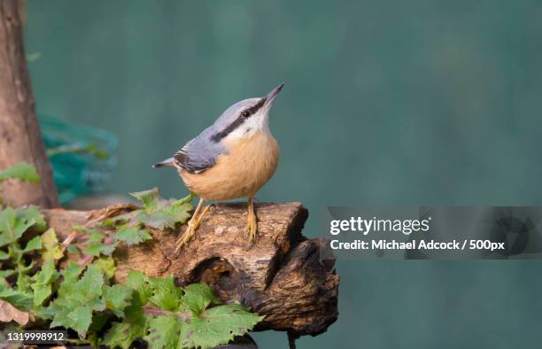 close-up of nuthatch perching on wood,doncaster,united kingdom,uk - picchio muratore europeo foto e immagini stock