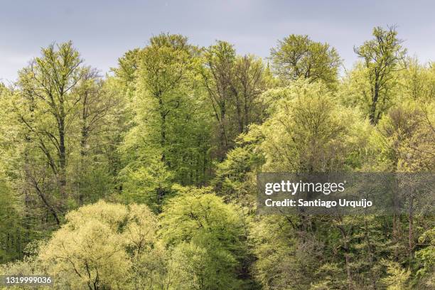 stormy sky over a beech forest - deciduous tree stock pictures, royalty-free photos & images
