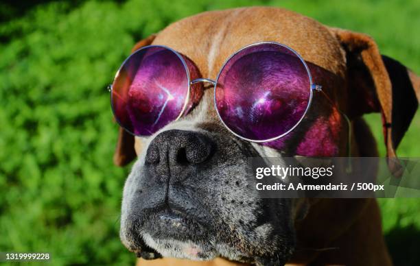close-up of boxer wearing sunglasses - armendariz stock pictures, royalty-free photos & images
