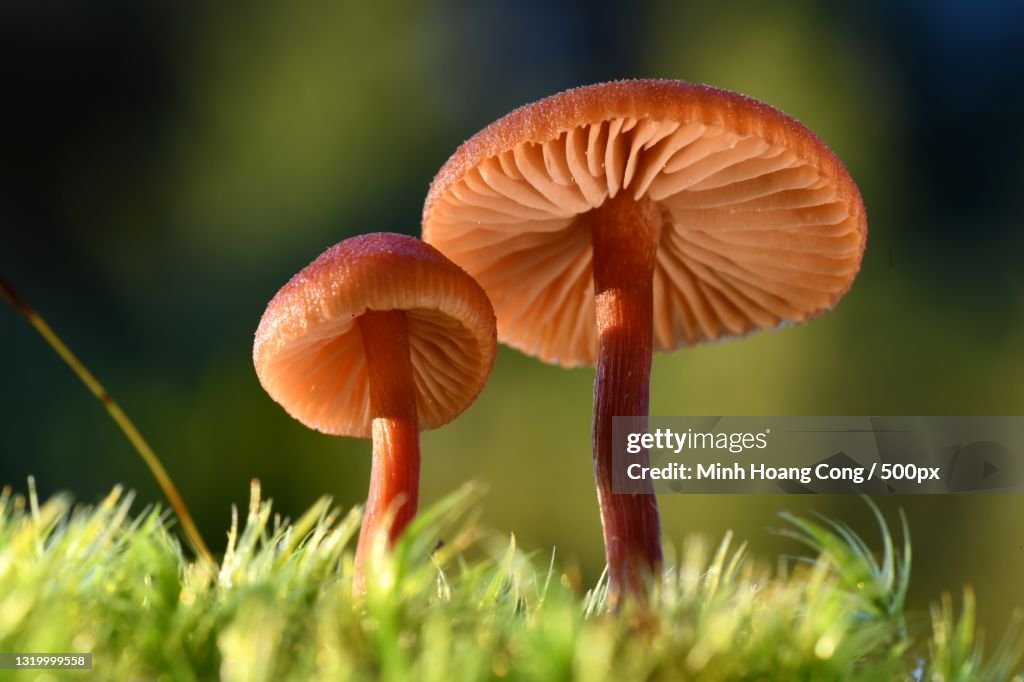Close-up of mushrooms growing on field,France