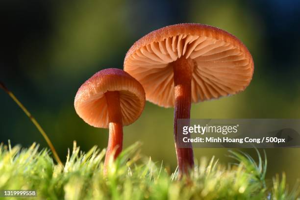 close-up of mushrooms growing on field,france - close up of muhroom growing outdoors stock pictures, royalty-free photos & images