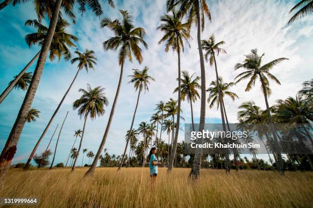 girl standing in the middle of coconut palm trees and yellow grass. - terengganu 個照片及圖片檔