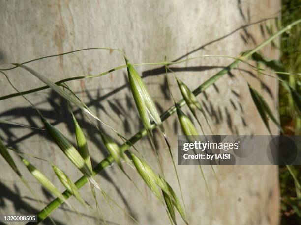 avena fatua, wild oat growing uncultivated, against eucalypt tree trunk  background - fatua stock pictures, royalty-free photos & images