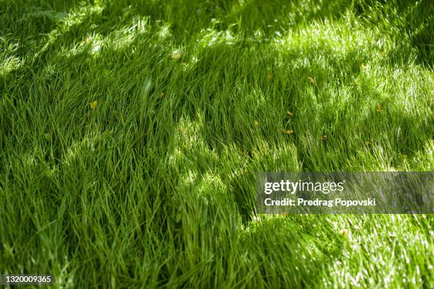 big , long grass in backyard - long grass stockfoto's en -beelden