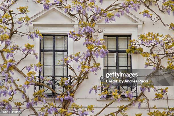 spring in south kensington, london, united kingdom - chelsea stock pictures, royalty-free photos & images