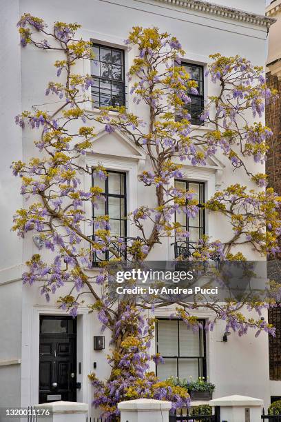 spring in south kensington, london, united kingdom - blåregn bildbanksfoton och bilder