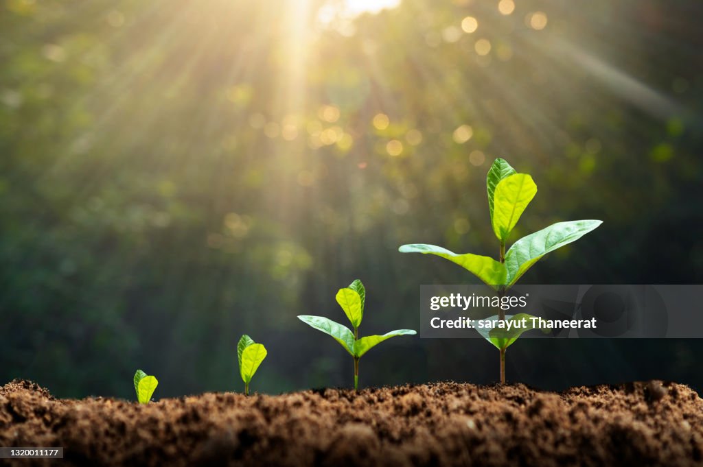 Tree sapling hand planting sprout in soil with sunset close up male hand planting young tree over green background