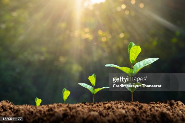 tree sapling hand planting sprout in soil with sunset close up male hand planting young tree over green background - croissant photos et images de collection