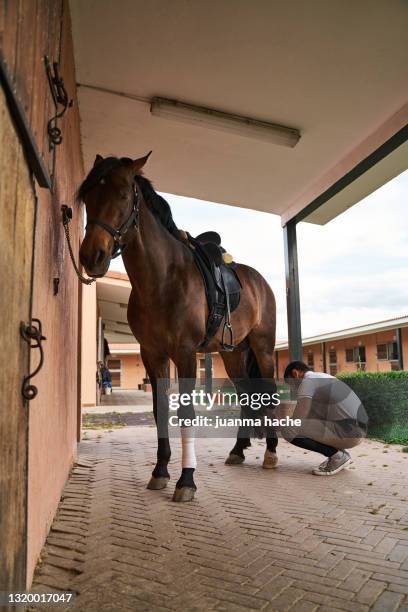 young man applying bandage to horse's leg - horse and male and riding foto e immagini stock