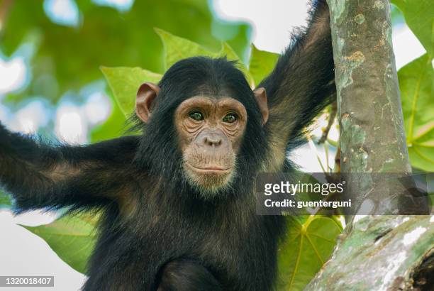 chimpanzé s’asseyant dans un arbre, projectile de faune, gombe/tanzanie - chimpanzé photos et images de collection