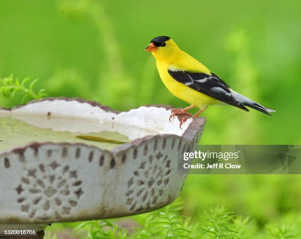 male goldfinch on a bird bath - yellow finch stock pictures, royalty-free photos & images