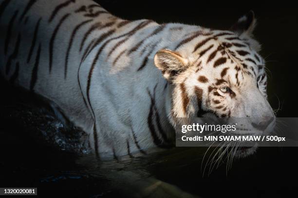 portrait of tiger in forest - swam stock pictures, royalty-free photos & images