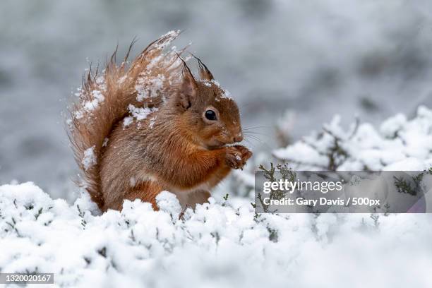 close-up of squirrel on snow covered land,united kingdom,uk - animal close up stock-fotos und bilder