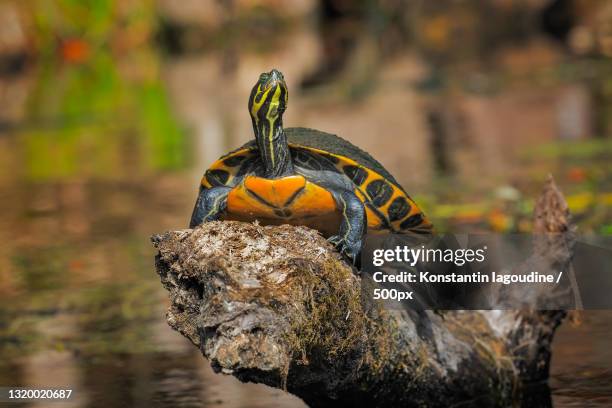 close-up of bird perching on rock,santa fe river,florida,united states,usa - florida red bellied cooter stock pictures, royalty-free photos & images