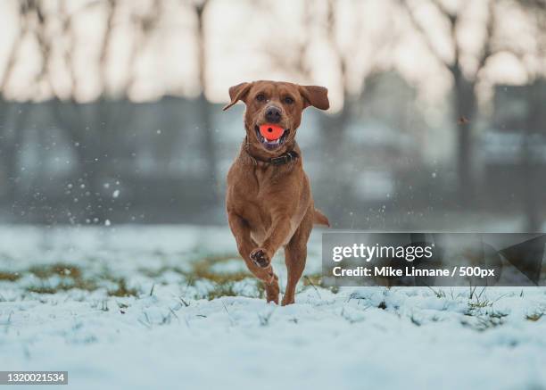 a labrador retriever running in the snow,manchester,united kingdom,uk - manchester united vs manchester city stock pictures, royalty-free photos & images