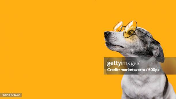 close-up of terrier wearing sunglasses against yellow background - puppies wearing sunglasses stock pictures, royalty-free photos & images