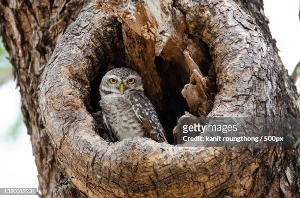 portrait of owl perching on tree trunk - aushöhlung stock-fotos und bilder